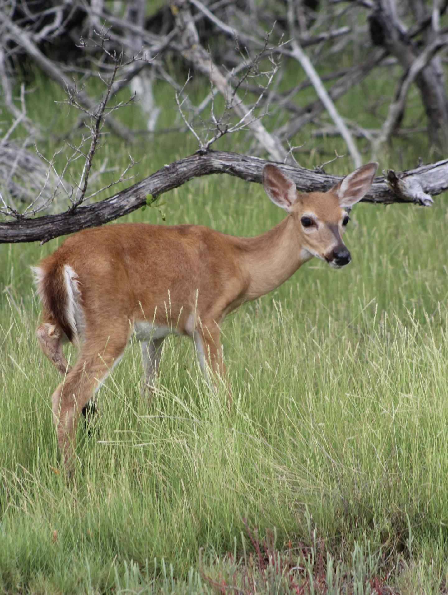 Young deer standing in tall grass near bare tree branches.