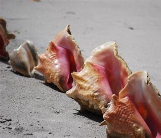 Conch shells lined up on sandy beach.