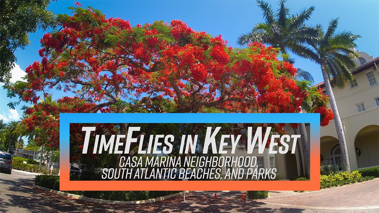 Large tree with vibrant red flowers next to a building and palm trees.