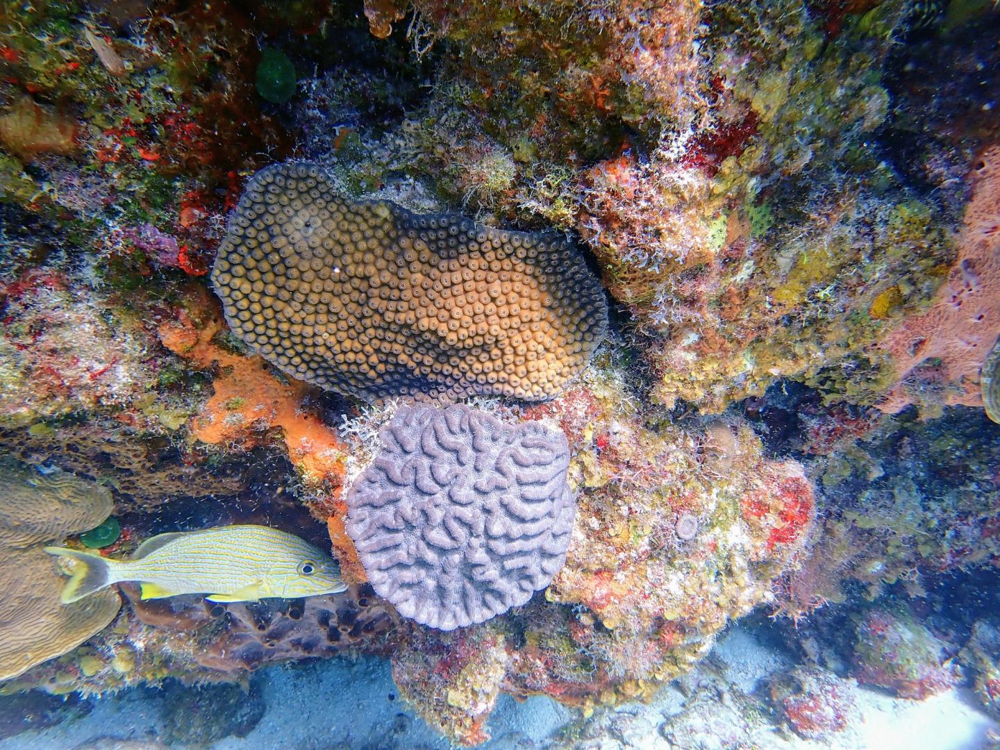 Coral reef with colorful fish and textured corals underwater.