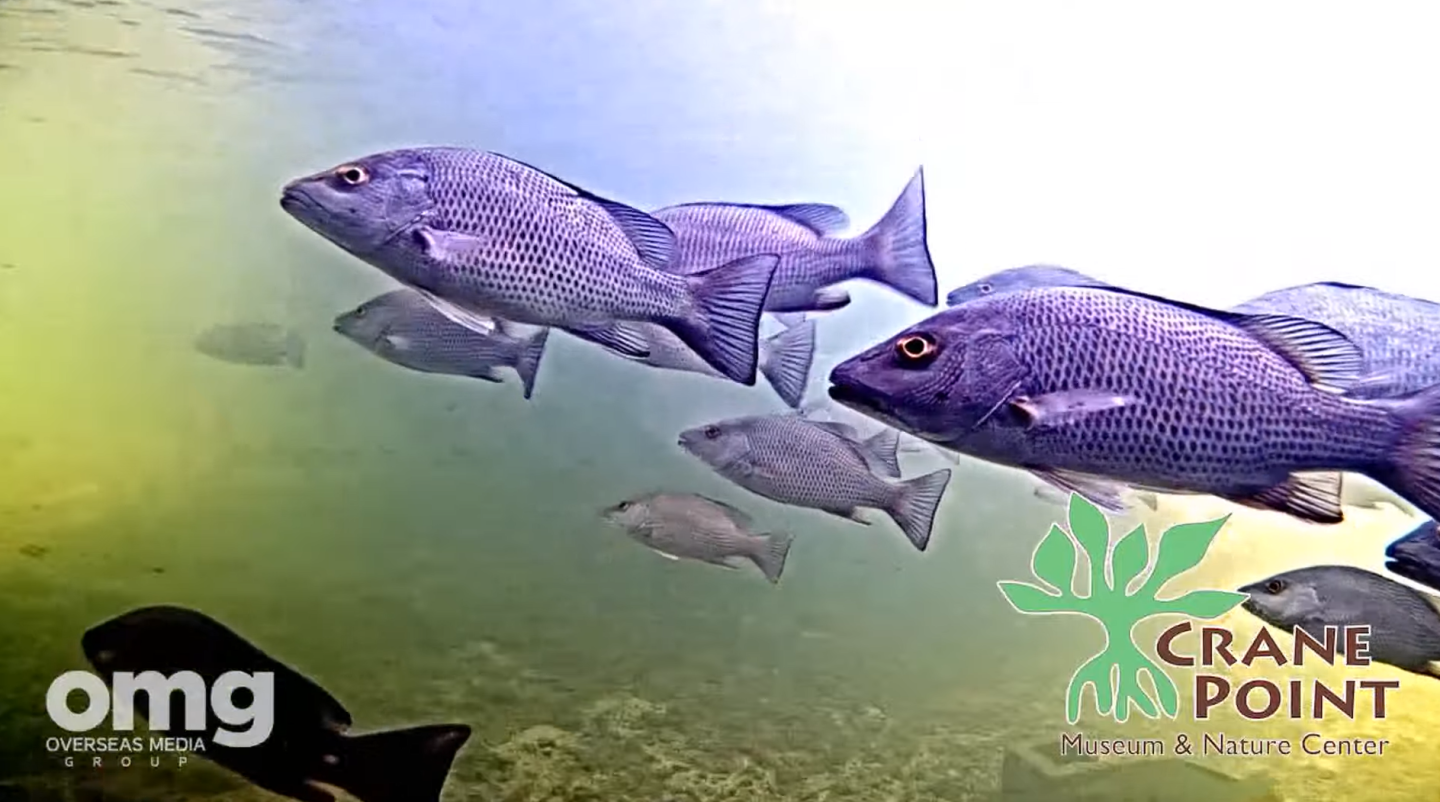 Underwater view of blue fish swimming in greenish water, with logos in the corners.