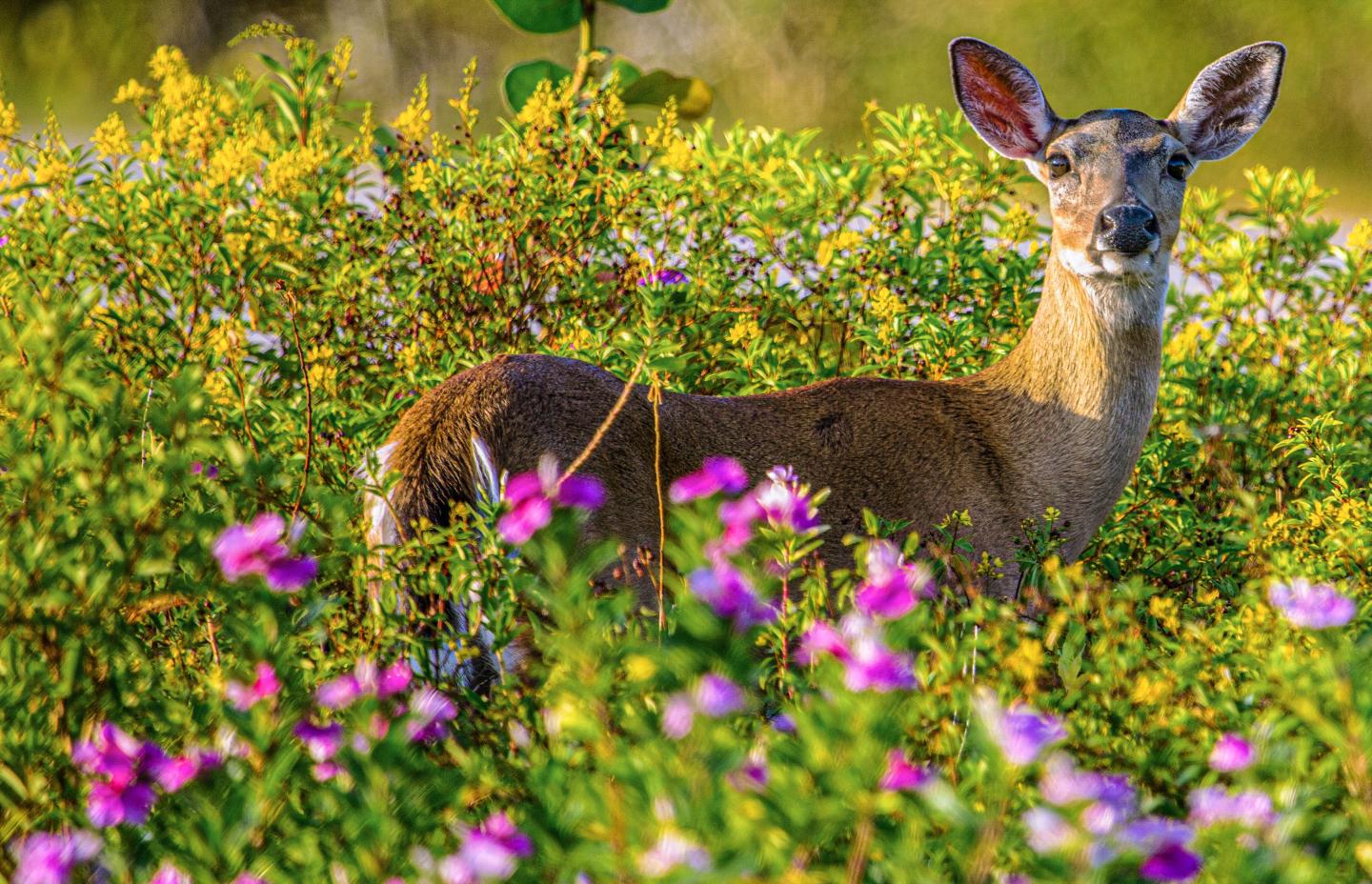 Key Deer standing in a field of colorful wildflowers.