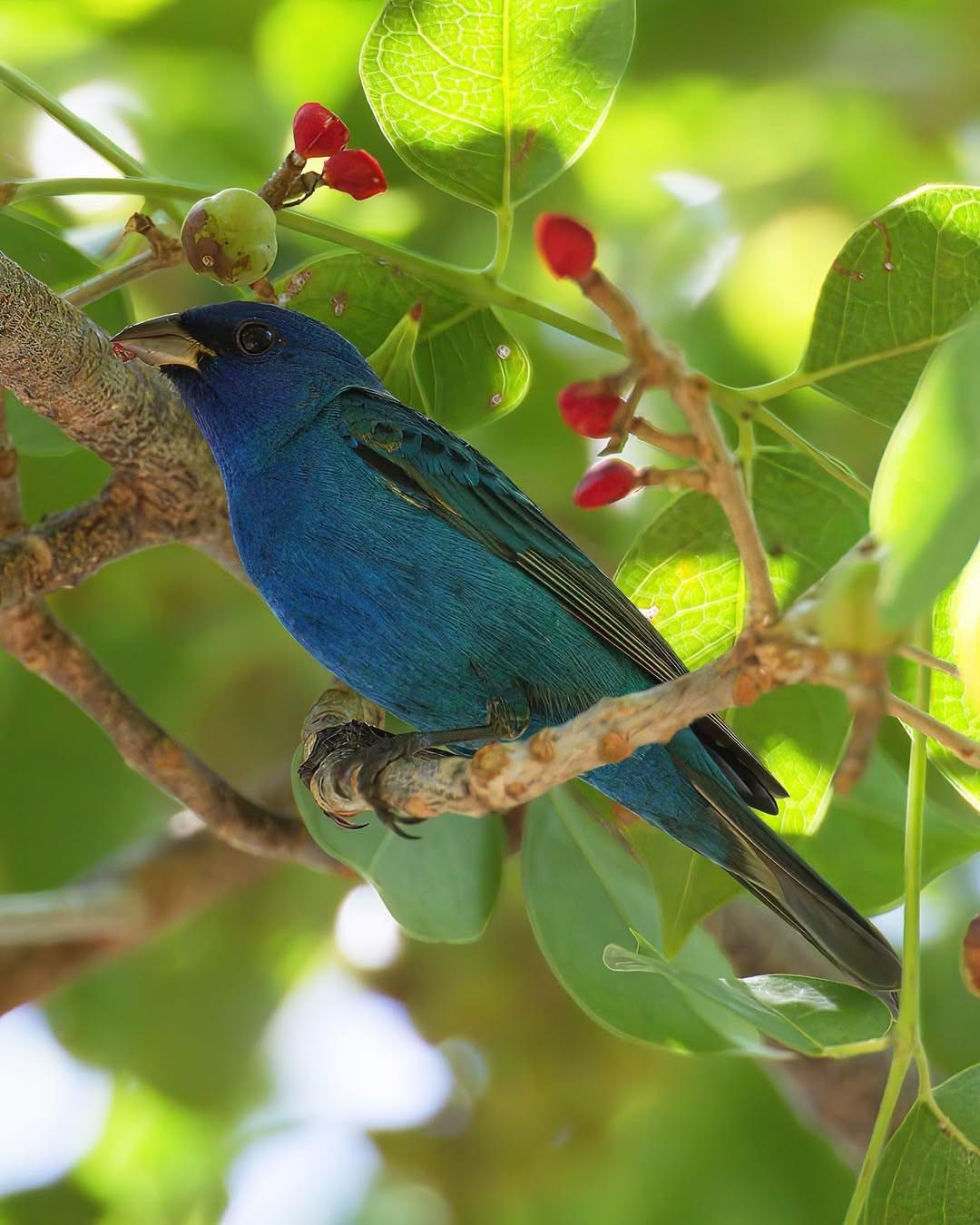 Blue bird perched on a branch with green leaves and red berries.