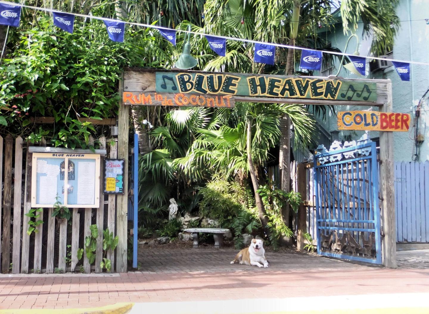 Blue Heaven entrance with tropical plants and a dog sitting on the path.