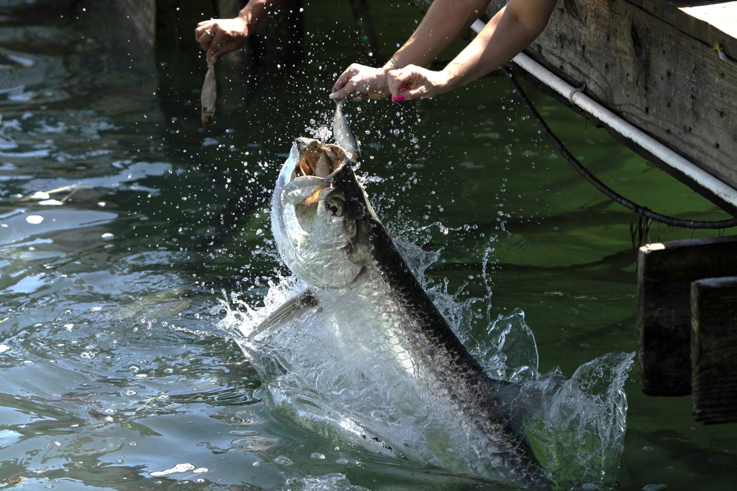Large fish leaping out of the water towards a person's hand on a dock.
