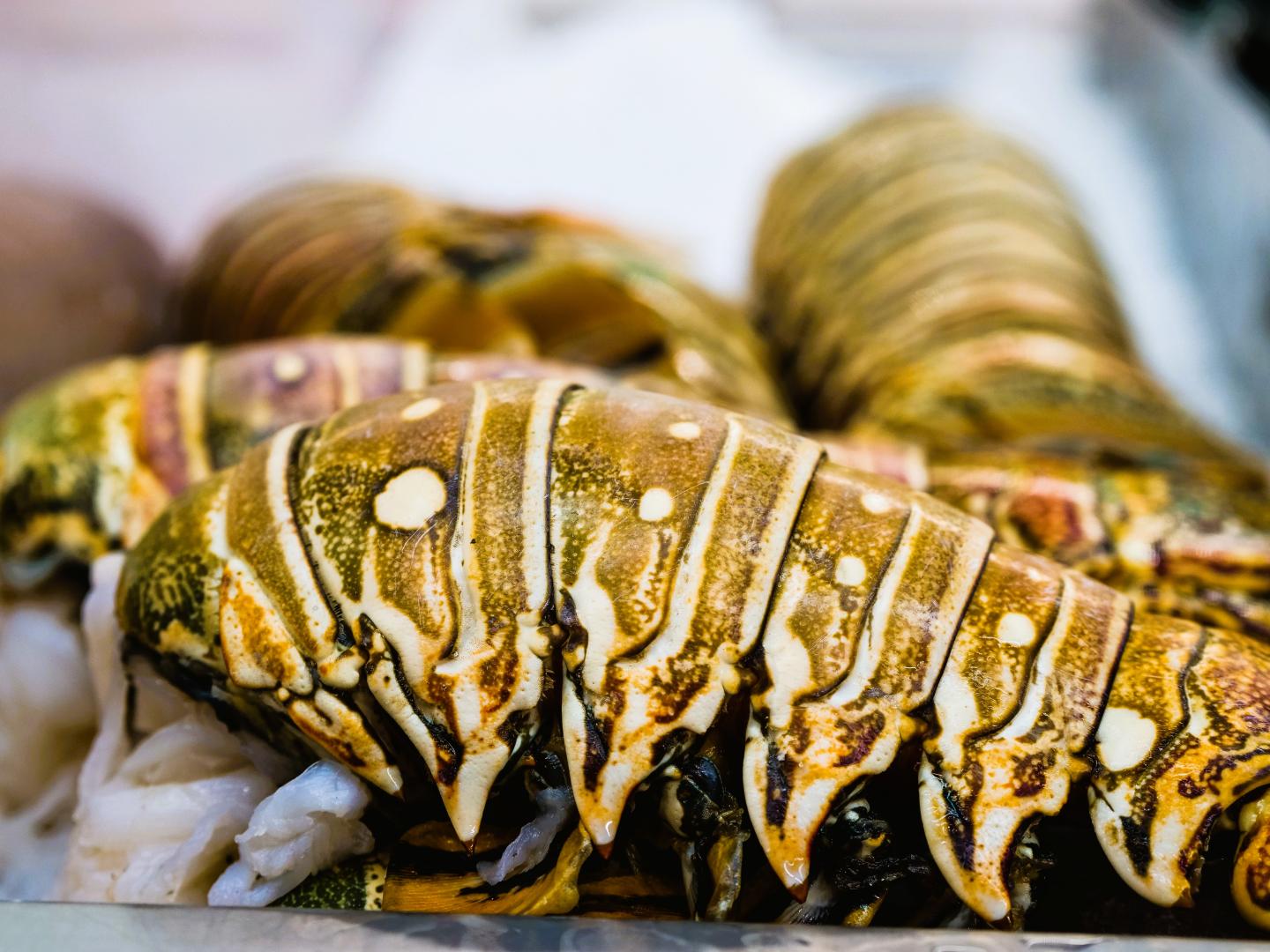 Lobster tails displayed on ice, with striped shells.