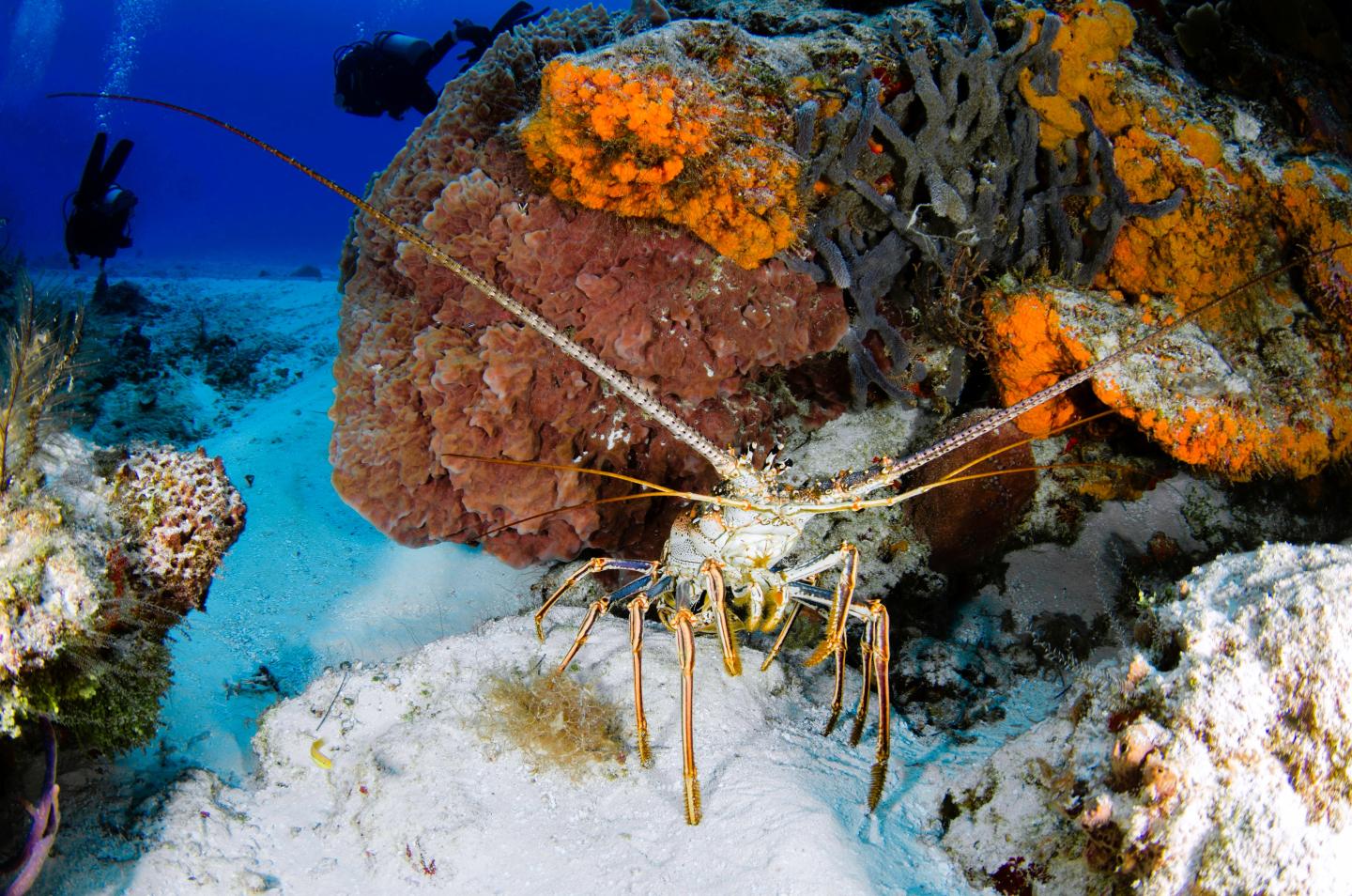 Lobster on colorful coral reef with divers nearby.