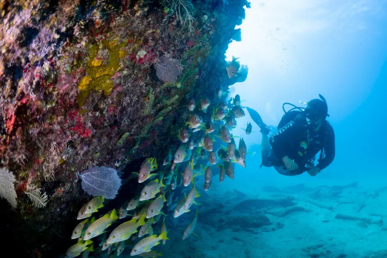 Diver swimming near a coral reef teeming with colorful fish.