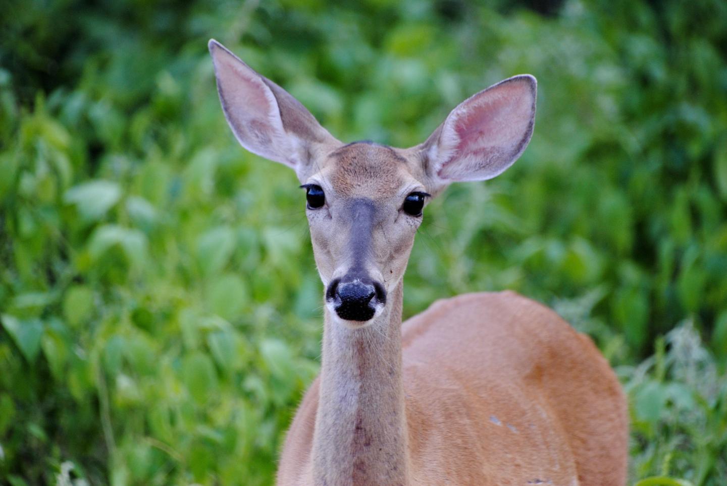 Deer standing in lush green foliage, looking directly ahead.