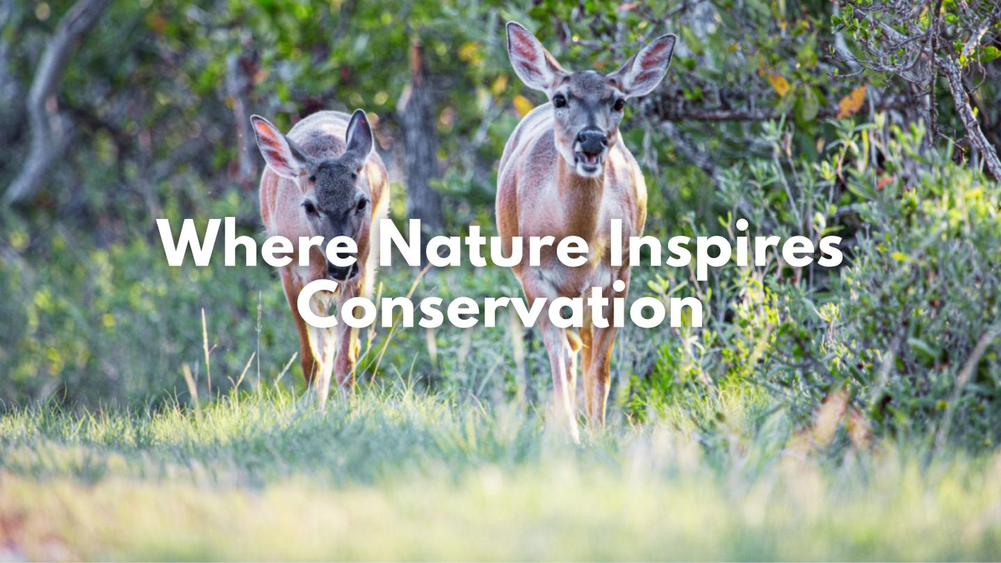 Two deer standing in a green forest clearing.