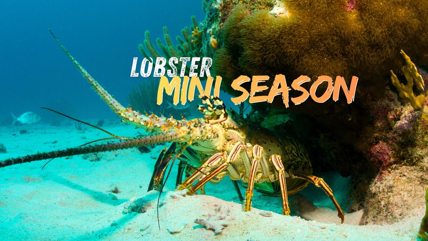 Caribbean lobster near coral, clear blue water background.