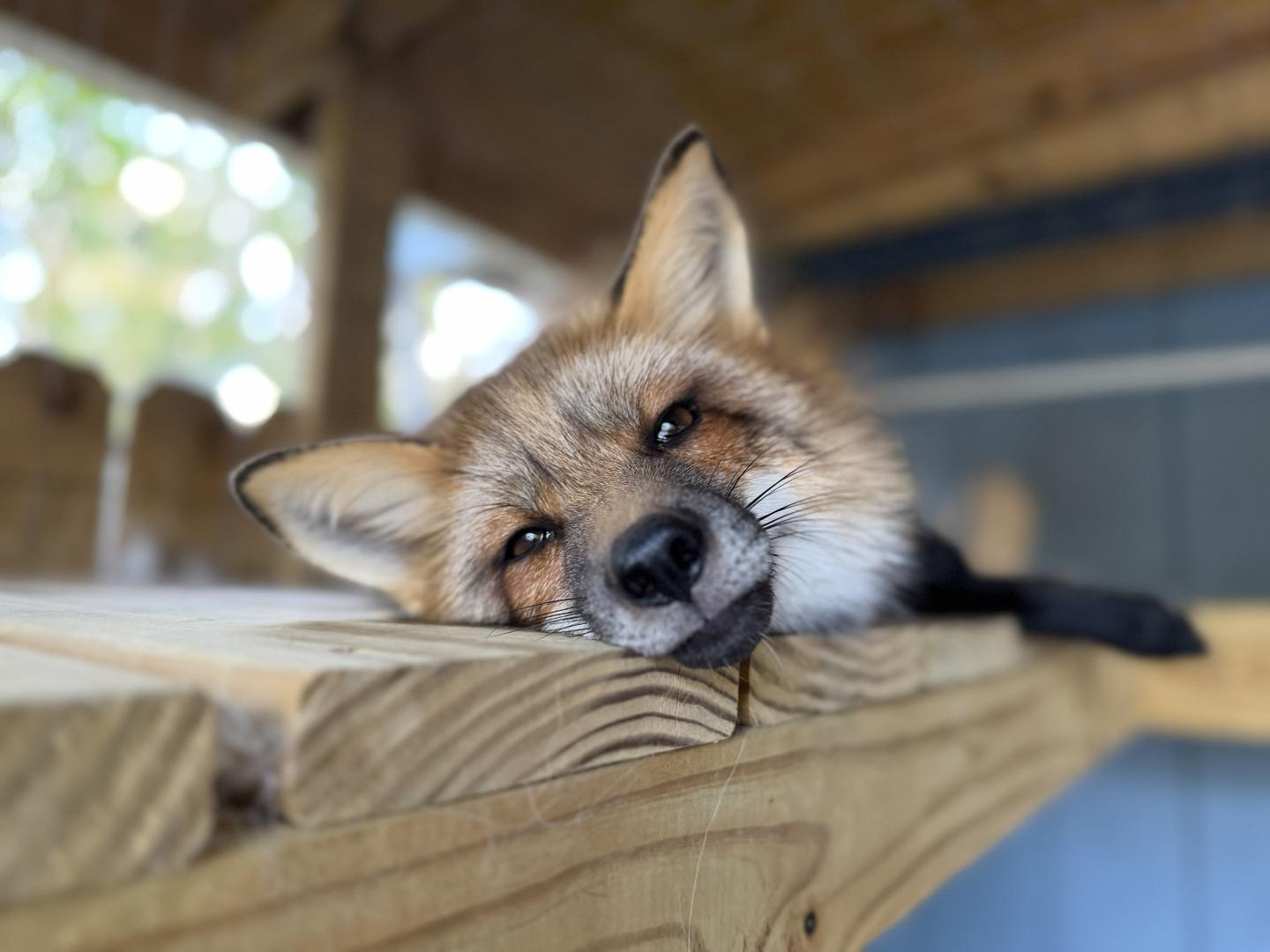 Resting fox lying on wooden platform indoors.