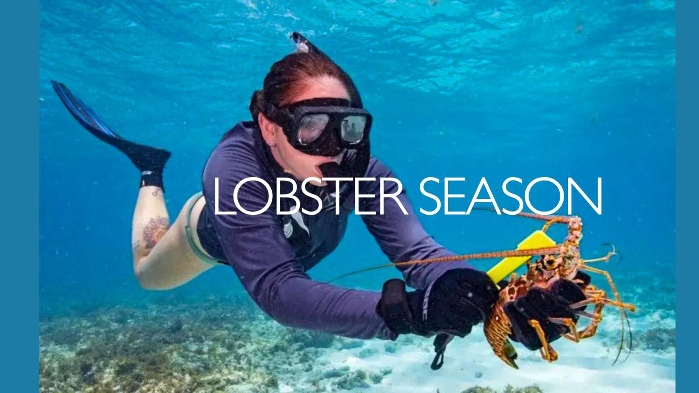 Snorkeler holding a lobster underwater.