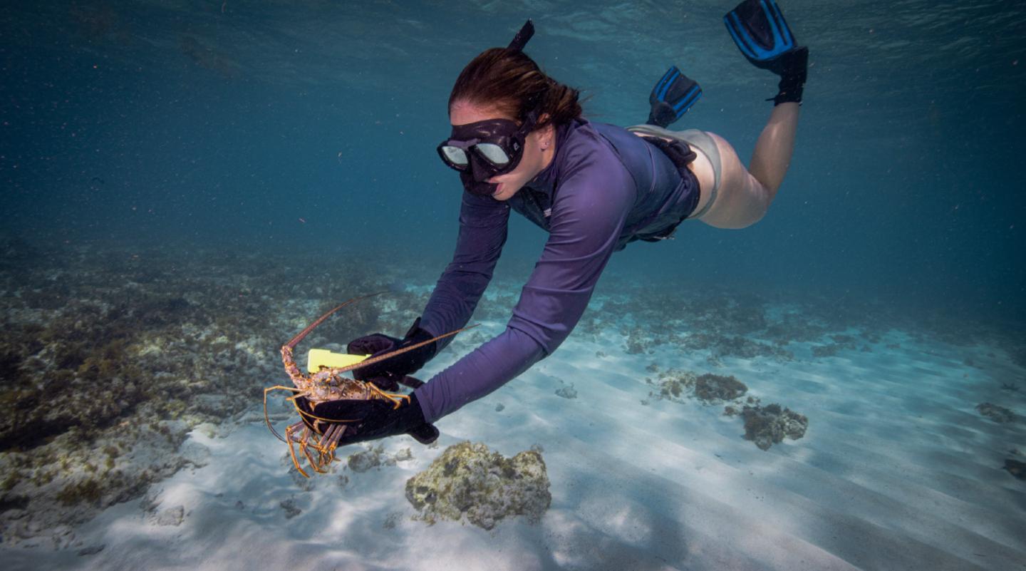 Underwater diver examines coral, wearing snorkel and fins.