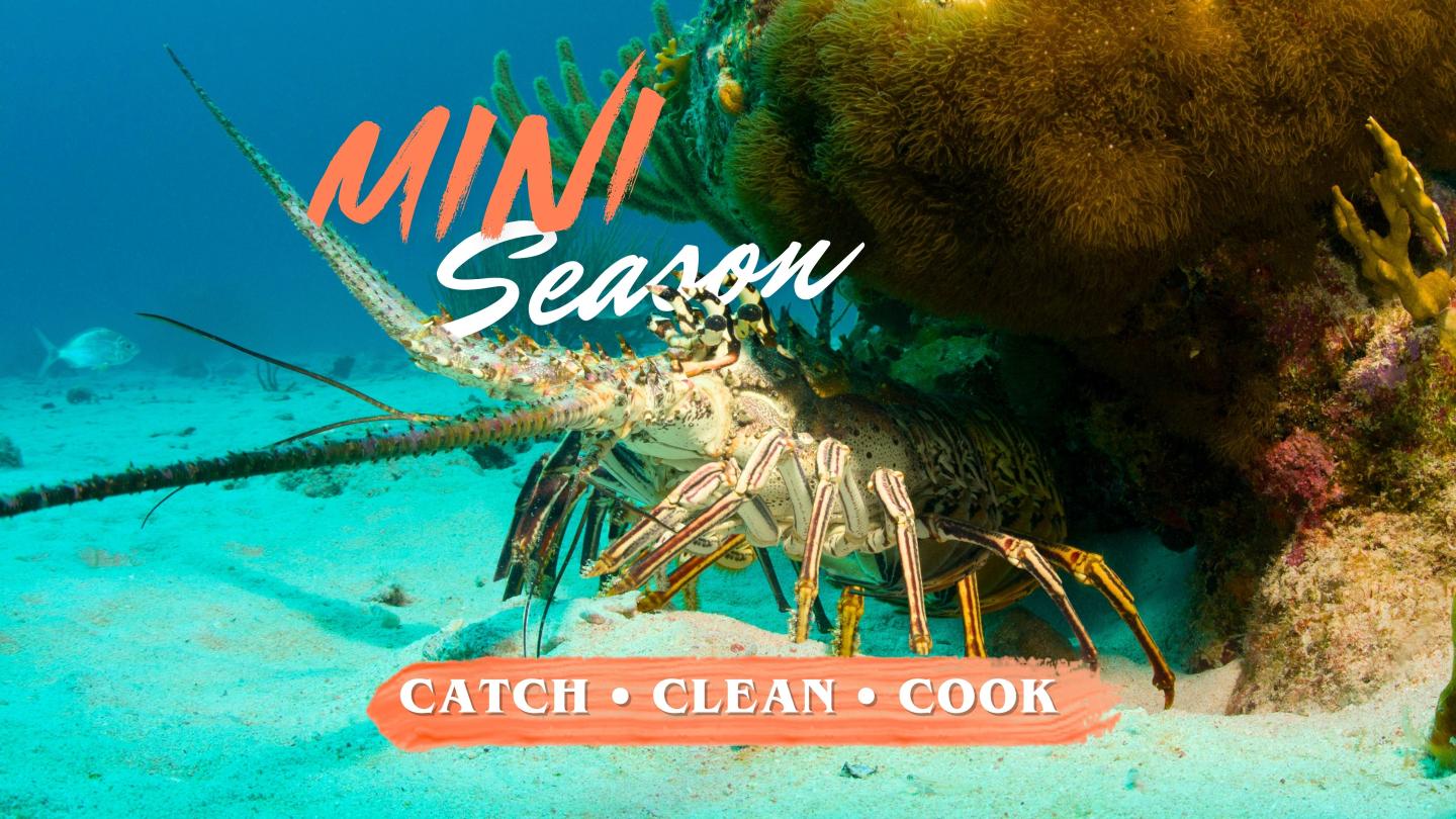 Spiny lobster near coral underwater, teal and orange text overlay.