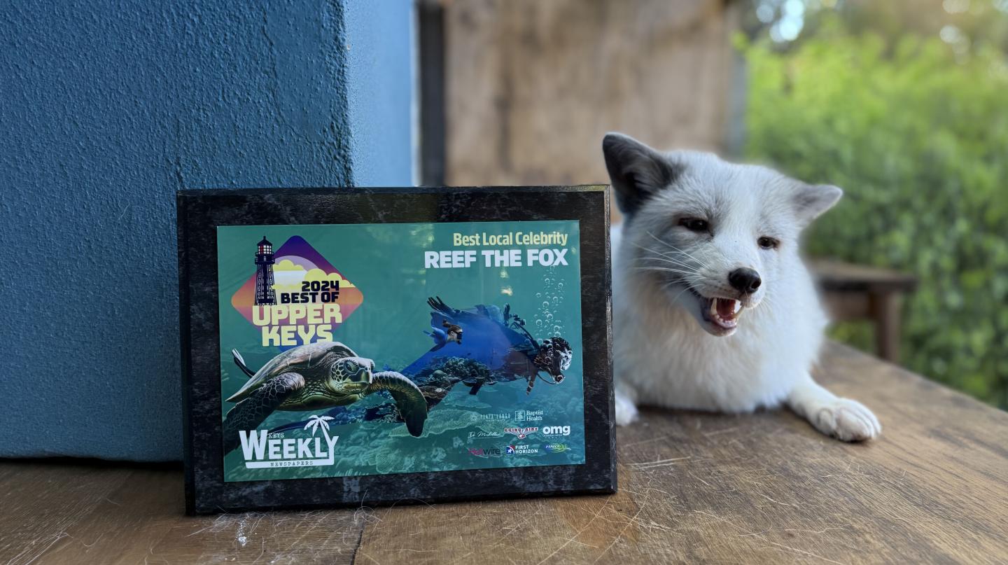 White fox beside framed ocean-themed graphic on a wooden table.