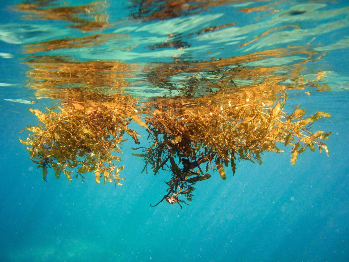 Floating seaweed in clear blue water, sunlight filters through.