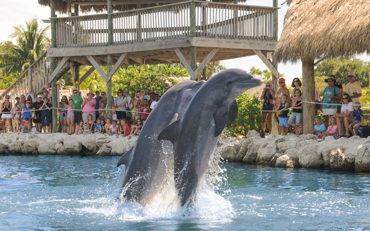 Three dolphins leaping from water before a crowd, wooden structure in the background.