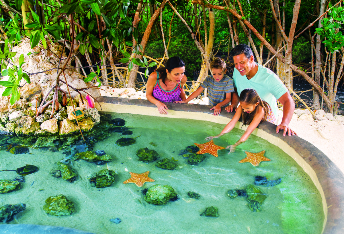 Family exploring a small lagoon with starfish.