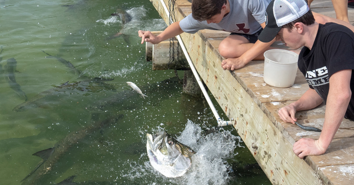 Two people feed fish from a dock, water splashes as a fish jumps.