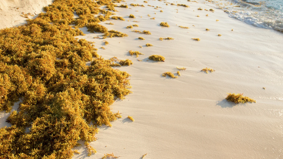 Golden seaweed scattered on a sunlit sandy beach.