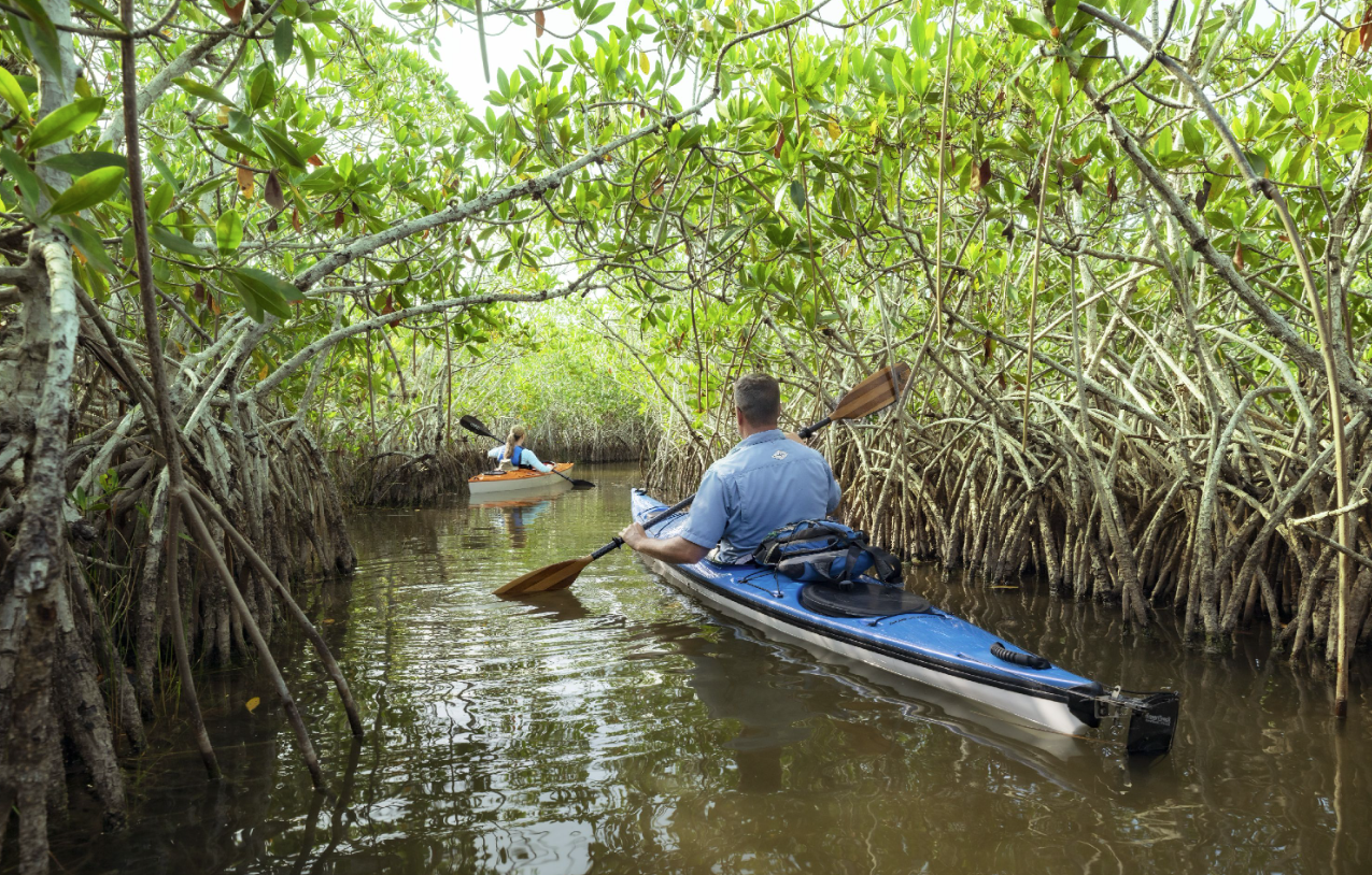 Kayakers paddling through dense mangroves on a calm river.