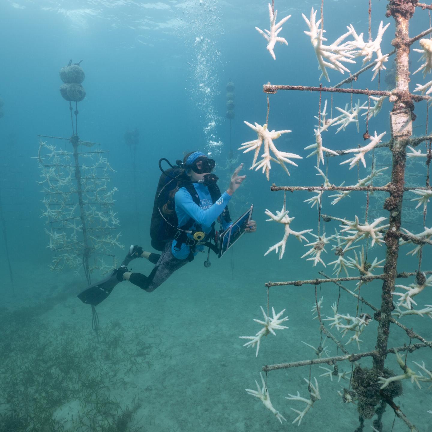 Scuba diver maintaining underwater coral nursery.