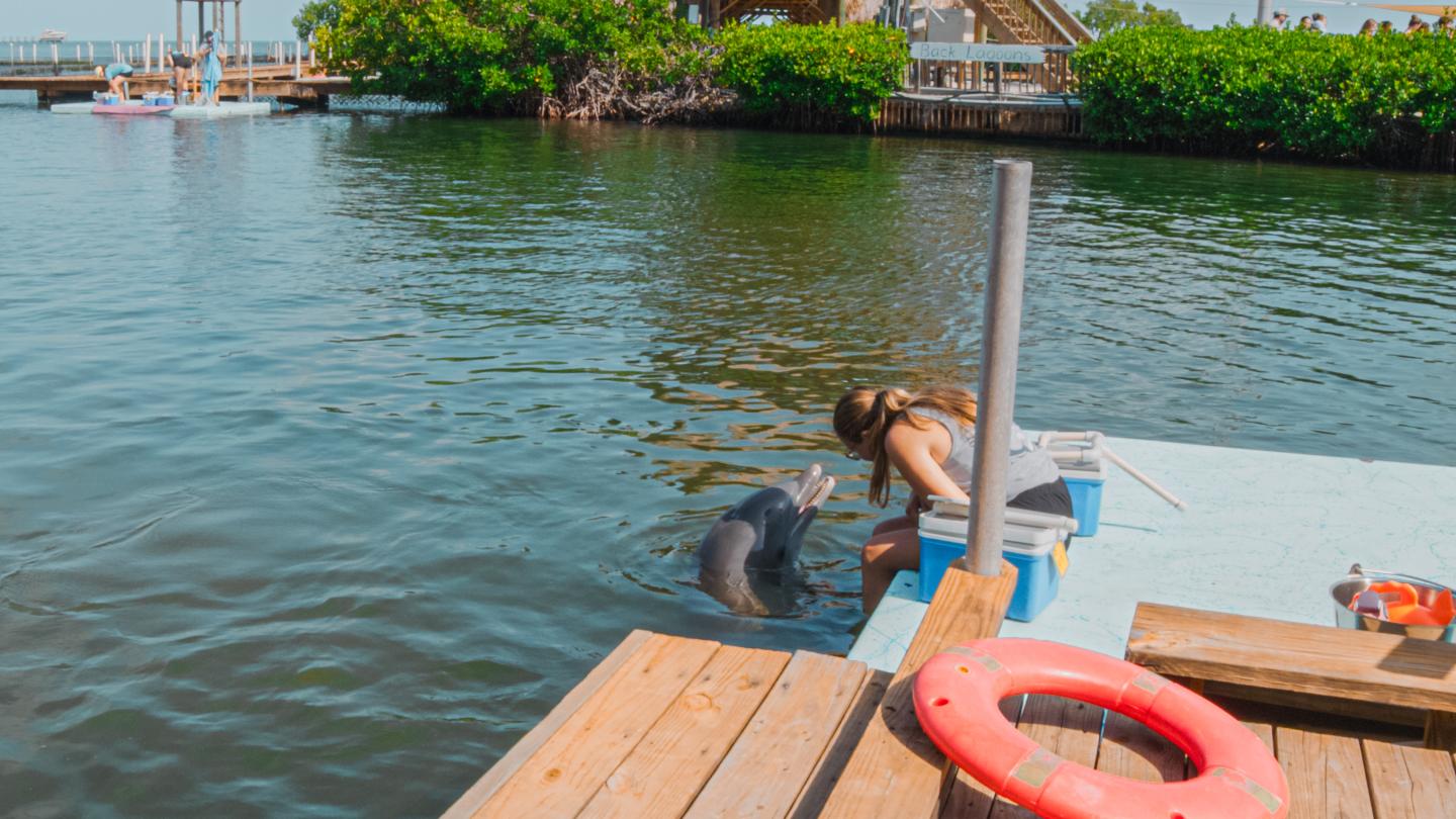 Person pets a dolphin by a wooden dock in sunny waters.