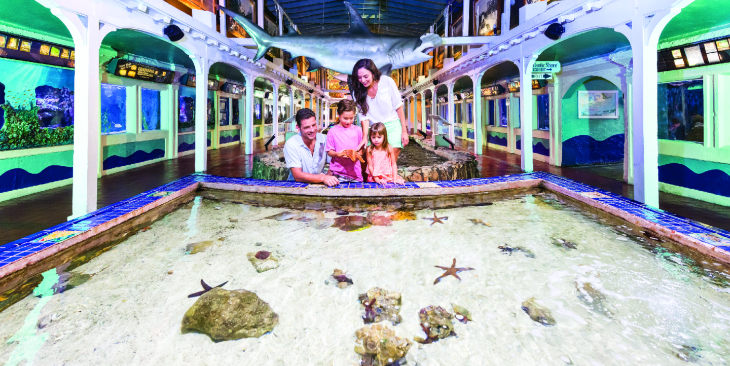 Family at an indoor aquarium touching pool, with starfish and rocks.
