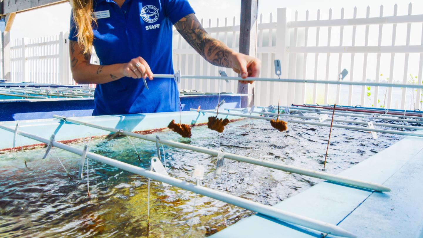 Person tending coral tanks in a bright, outdoor setting.