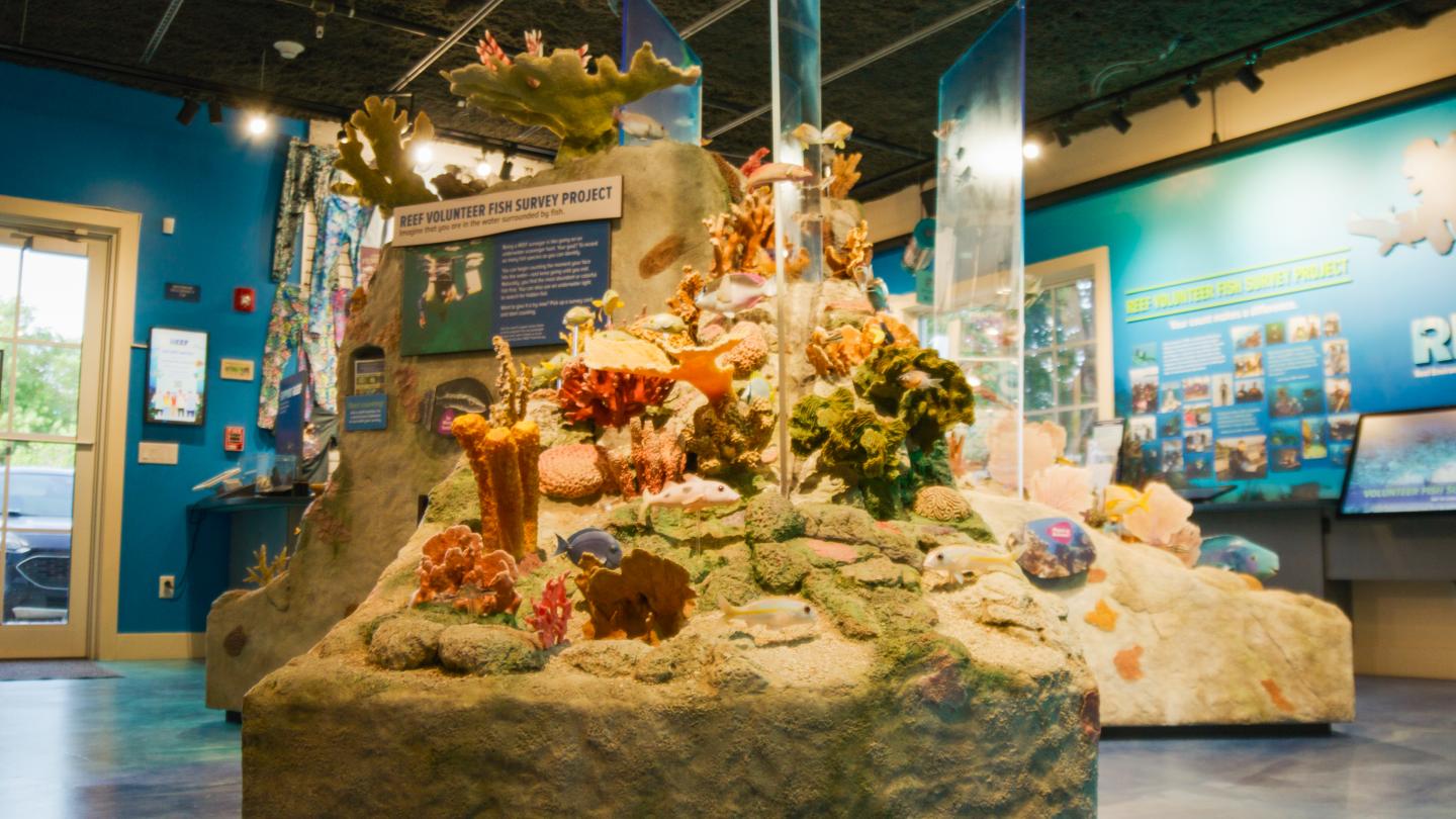 Colorful coral display in an aquarium exhibit room.