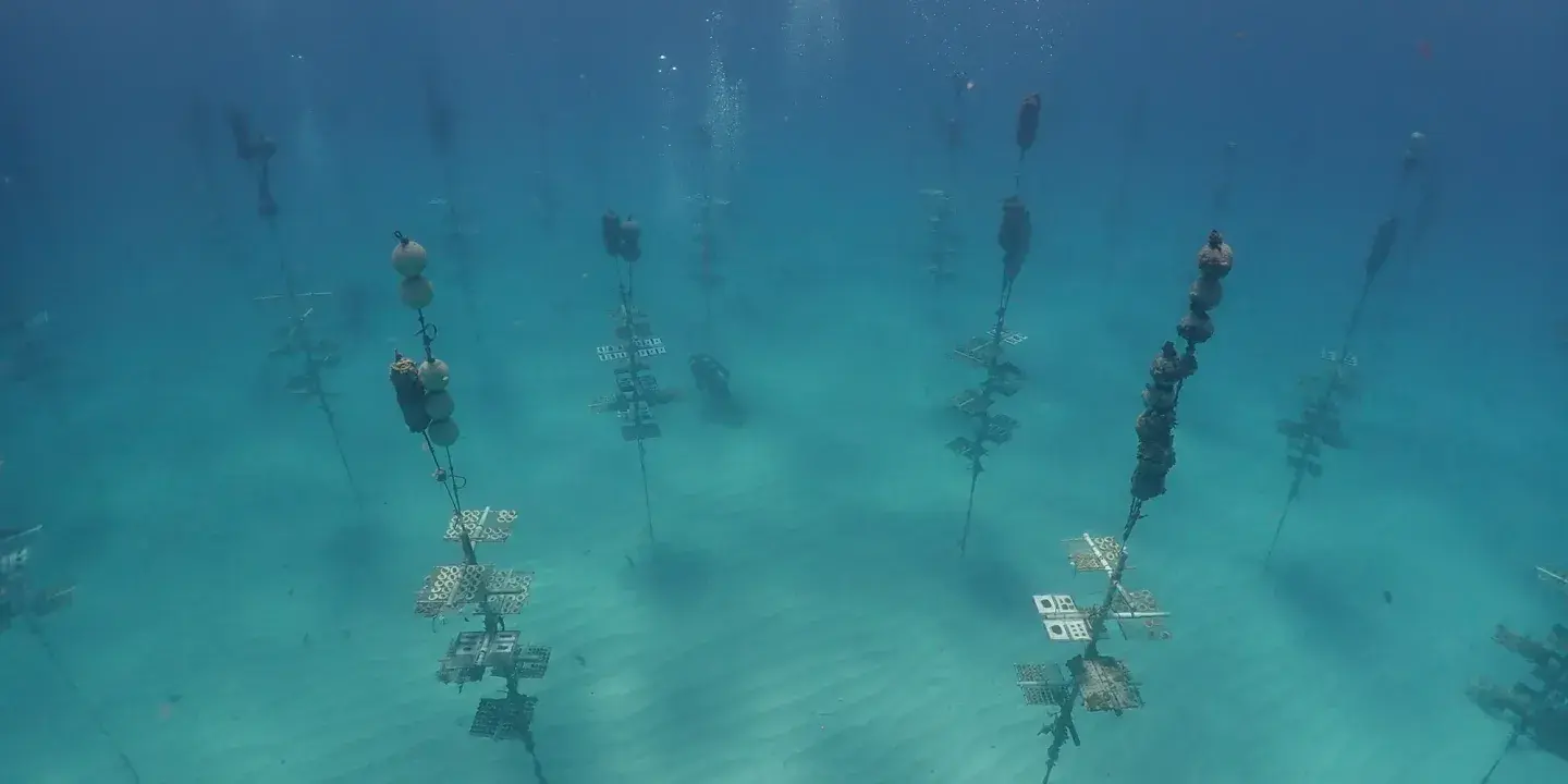 Underwater coral nursery with structures in clear blue water.