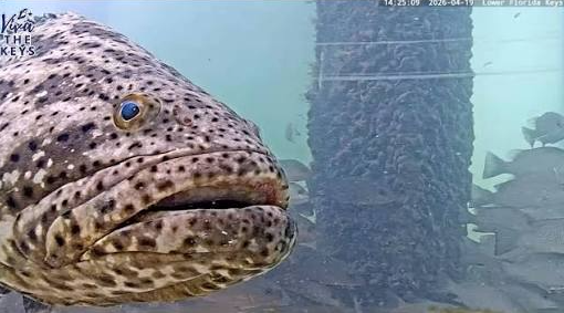 Spotted fish underwater near a submerged structure.
