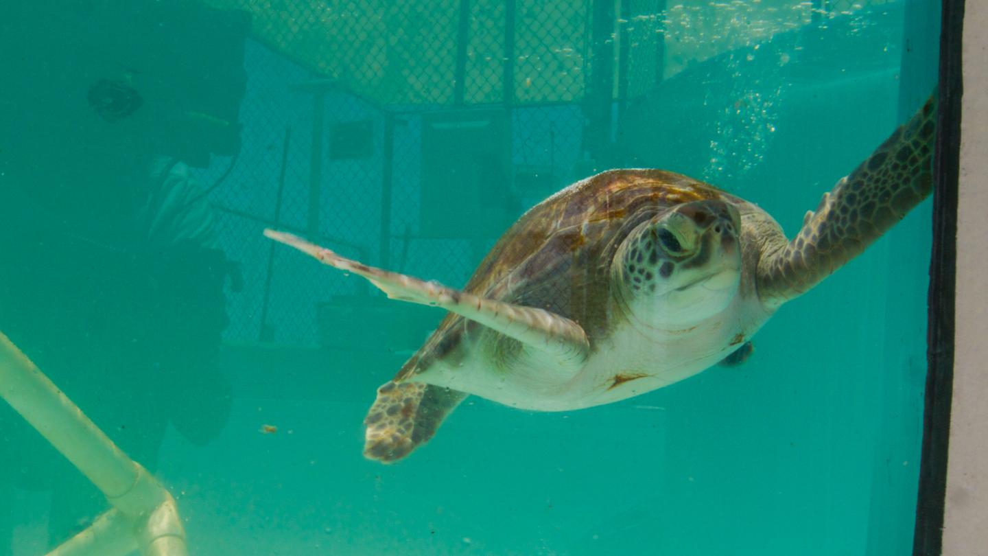 Sea turtle swimming in a clear aquarium tank.