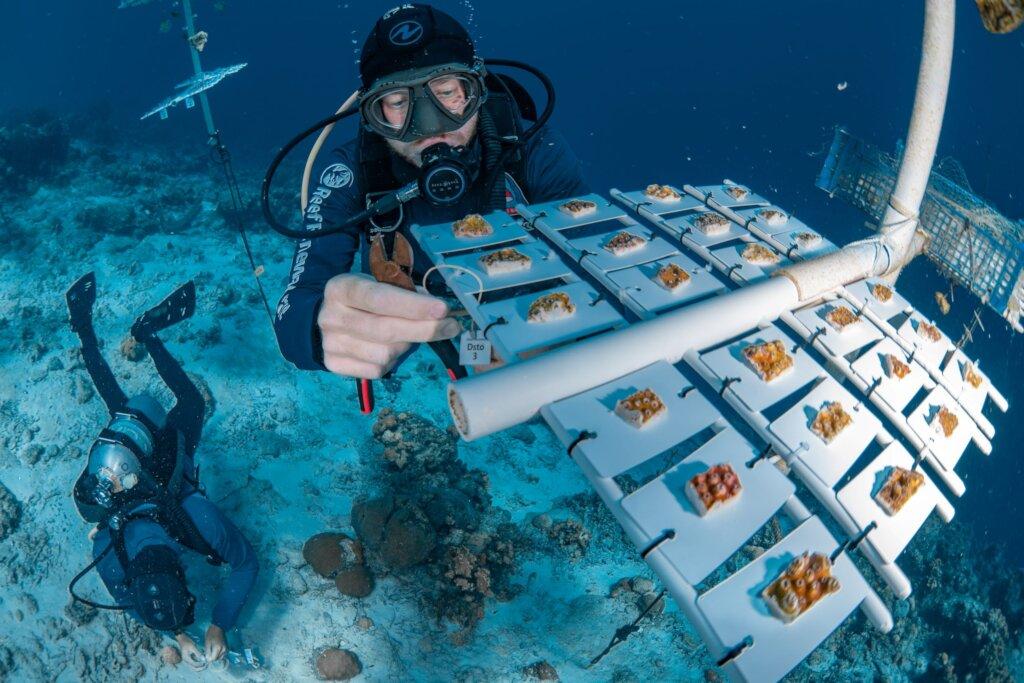 Divers conducting coral research underwater.