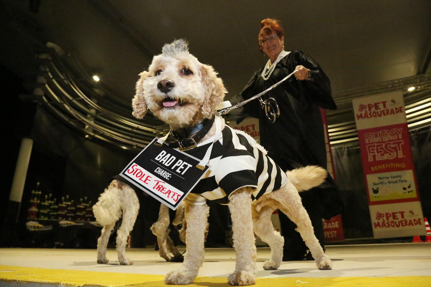 Small dog in a black-and-white outfit holds a protest sign at a dog show.
