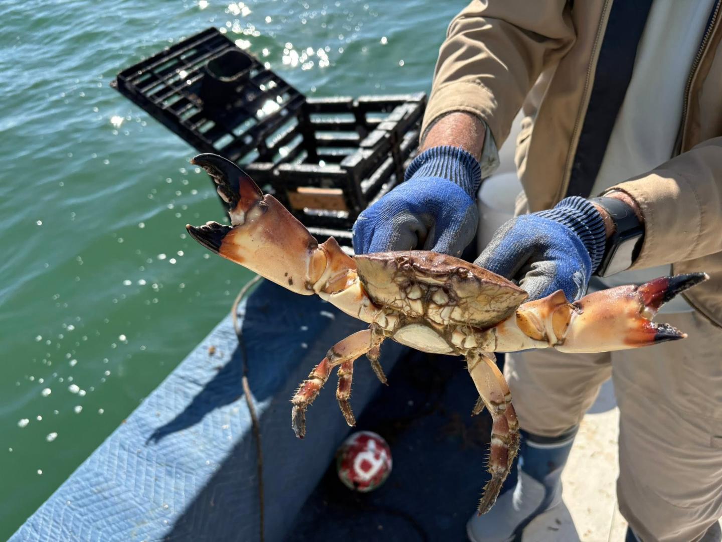Gloved hands hold a large crab over a boat deck on the water.