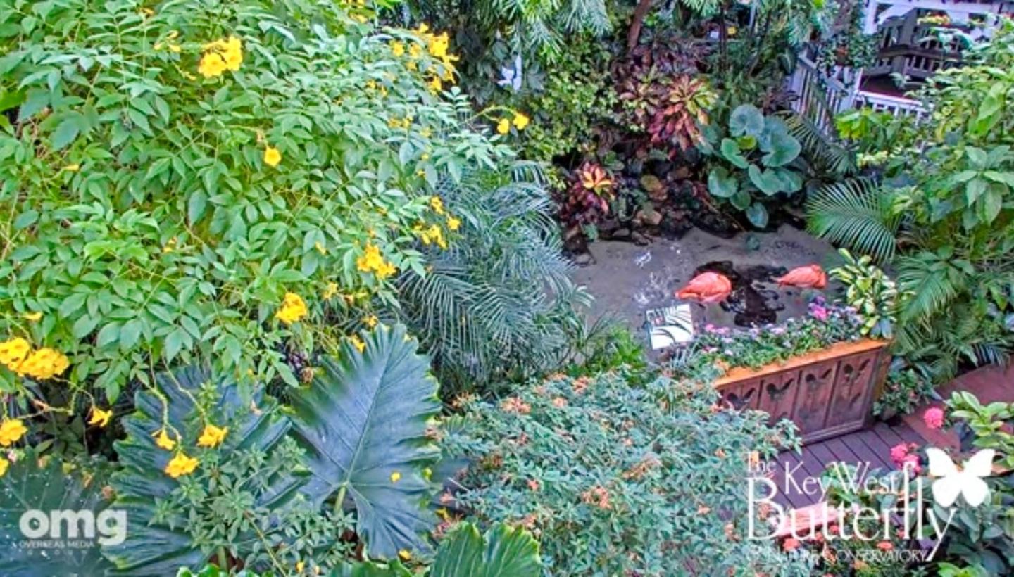 Lush garden with yellow flowers, ferns, and a brick path beside a planter.