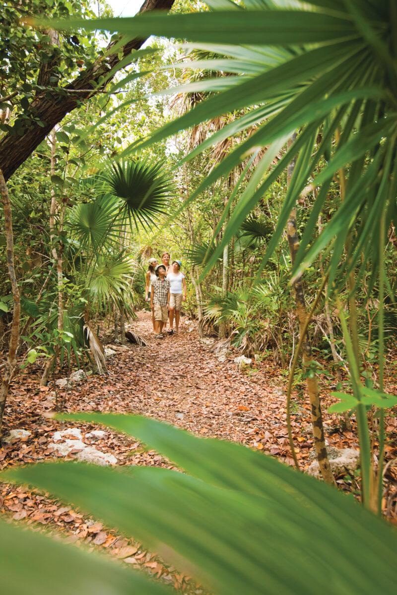 Person walking along a leaf-covered path through dense tropical foliage.