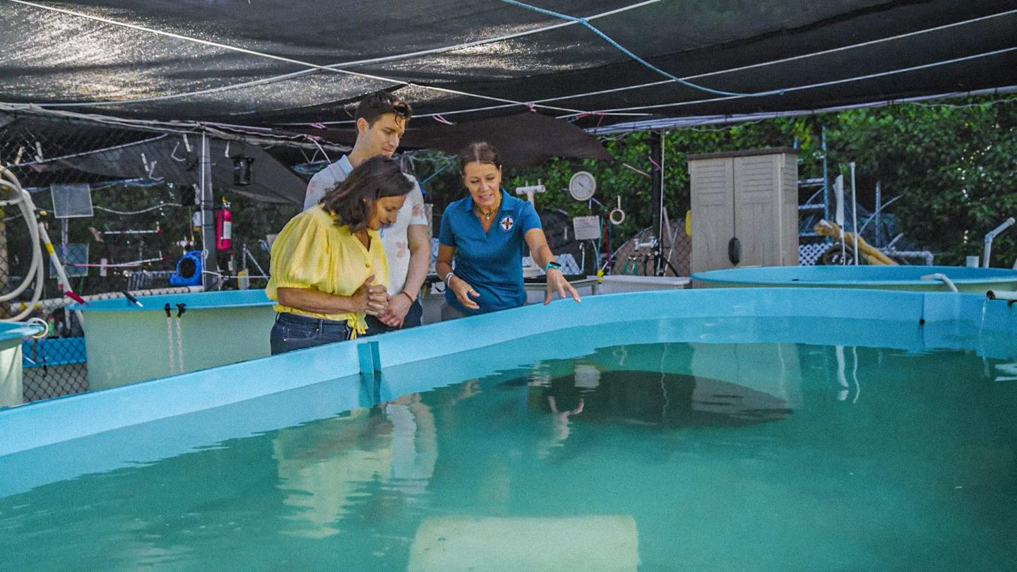 Three people observe a large turquoise fish tank at an outdoor facility.