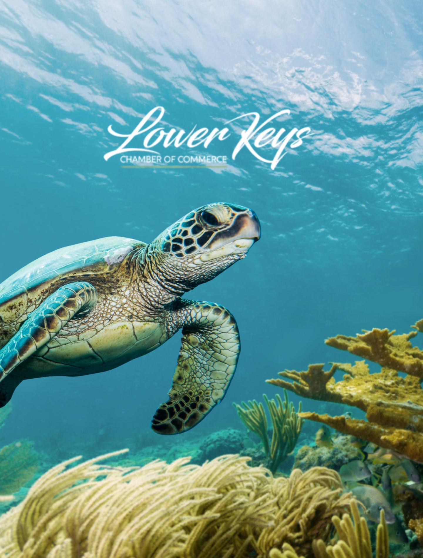 Sea turtle swimming over coral reef beneath turquoise ocean water.