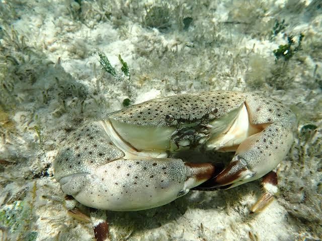 Two spotted crabs on a sandy seabed.