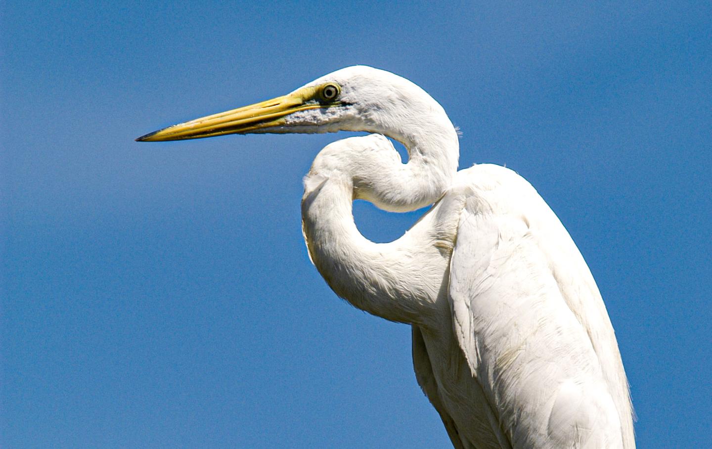 White egret with curved neck against a clear blue sky.