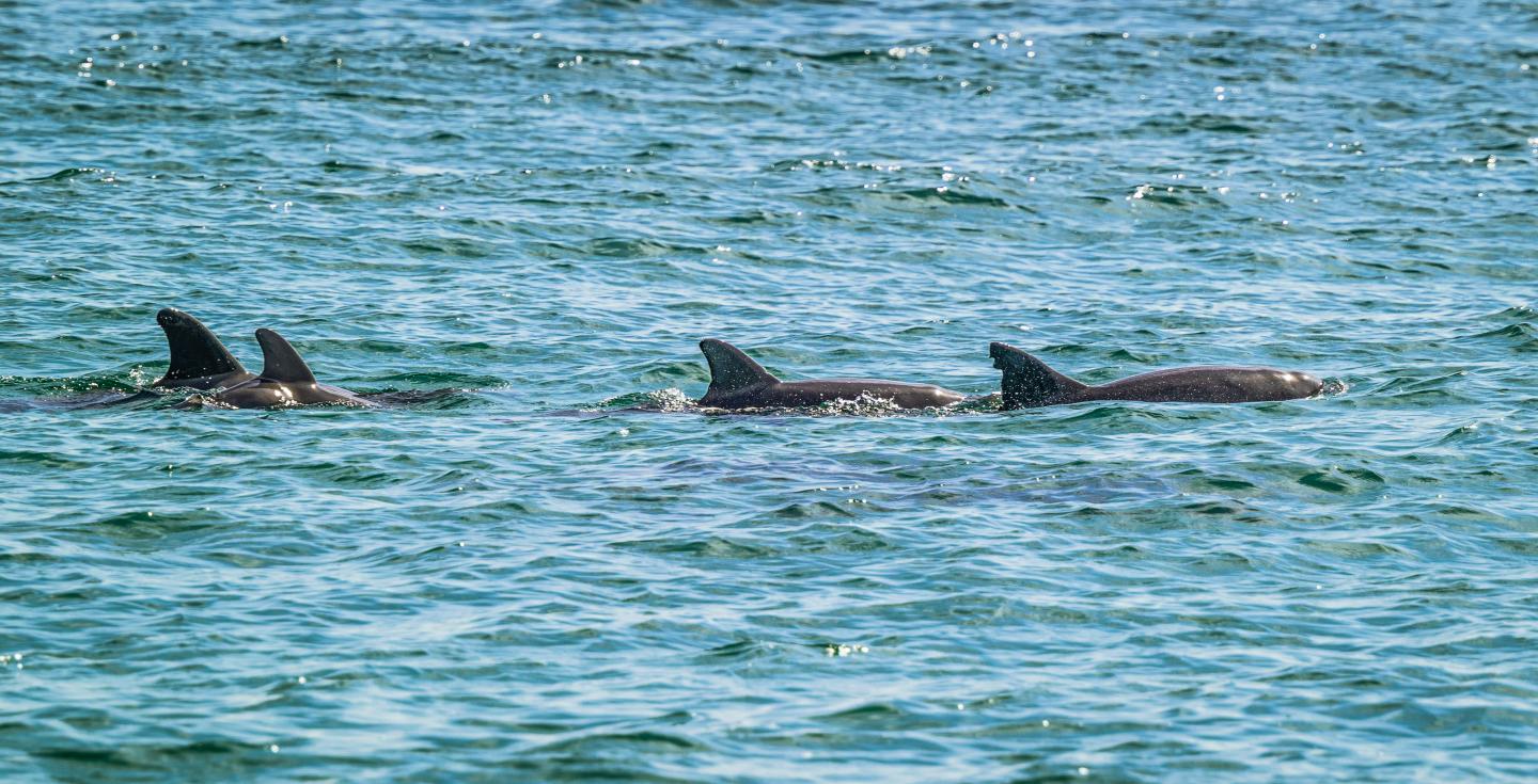 Three dolphins swimming in turquoise ocean water.