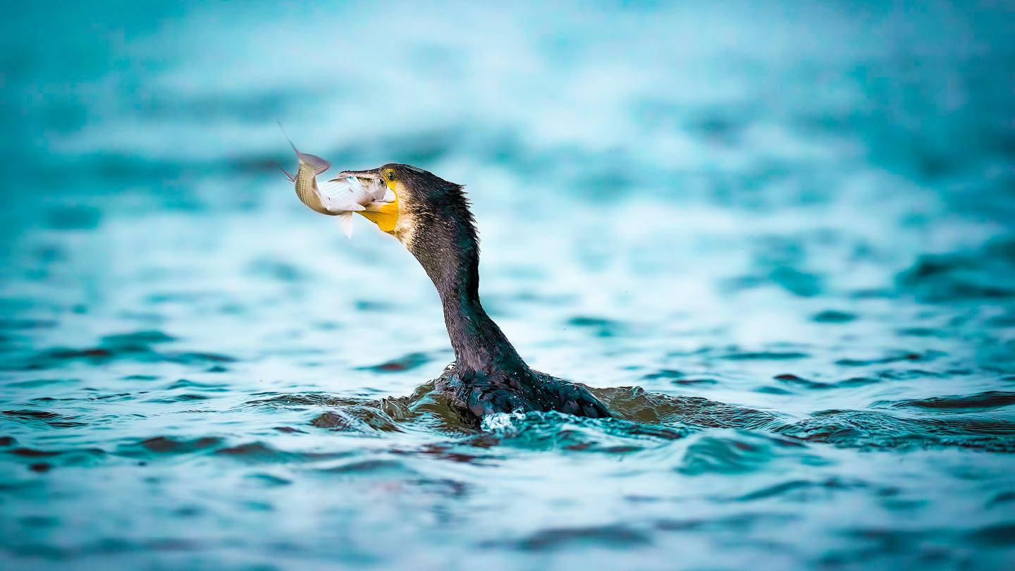 Cormorant swimming in blue water with a small fish in its beak.
