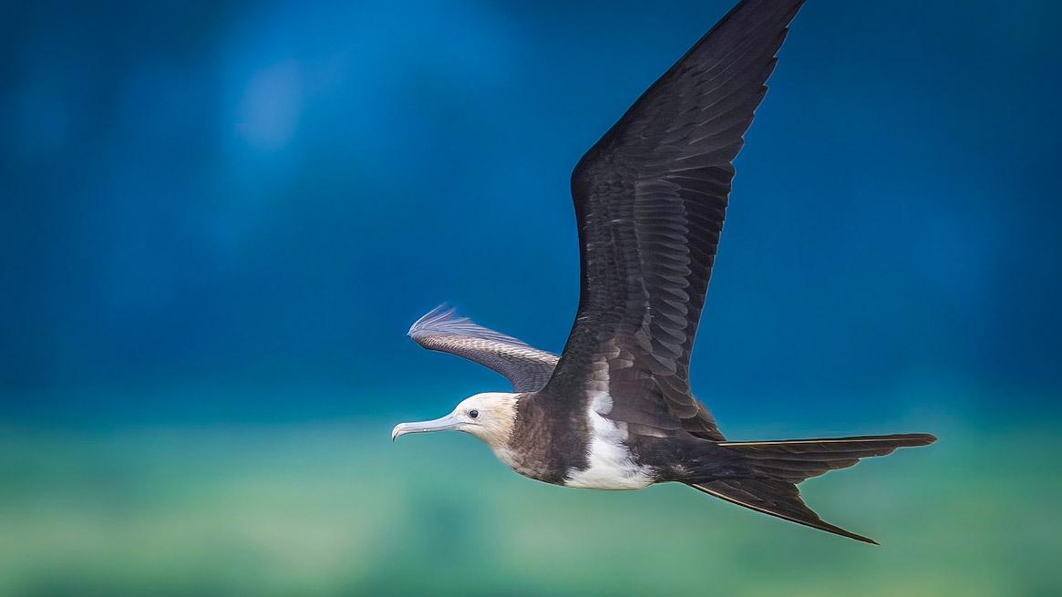 Frigatebird flying over turquoise water against a blue sky