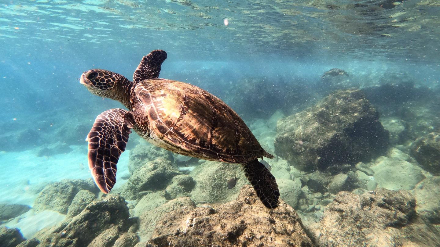 Sea turtle swimming over a coral reef in clear blue water.