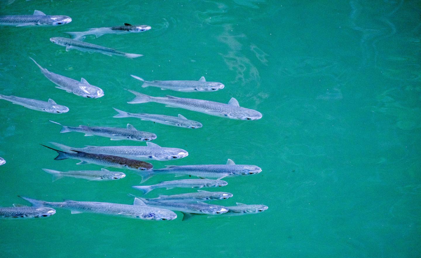 School of silver fish swimming in turquoise water