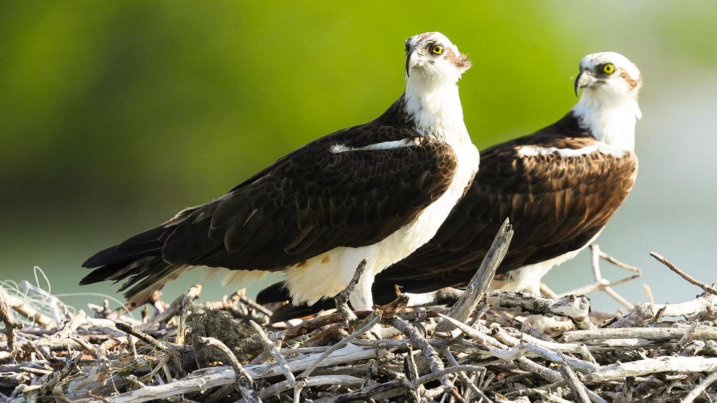 Two bald eagles standing on a large nest of sticks.