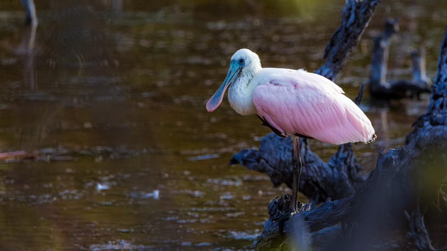 Roseate spoonbill standing on a branch over shallow water.